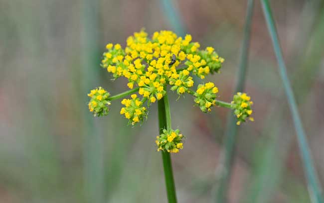 Cymopterus lemmonii, Alpine False Springparsley, Southwest Desert Flora